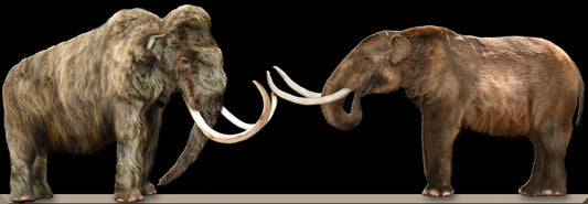 A comparison between a mammoth and a mastodon